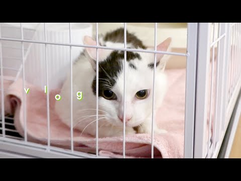 드디어 앙큼걸에게 2층집이! 🏡 몸무게 2.7kg가 말이 되니…. 집사 일상 브이로그 vlog