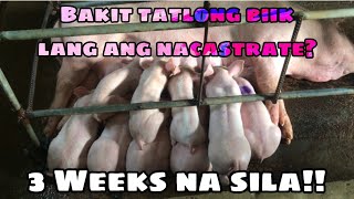 Nag Castrate Na Kami Ng Mga Biik piggery farming castrate backyardfarming