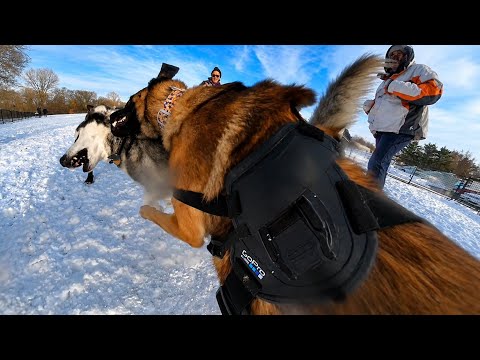 Belgian Malinois CHECKS Controlling Husky