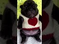 Wuejejejeje😜🐶