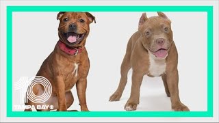 Famous Florida bill to repeal pit bull bans fails in legislature Net Worth