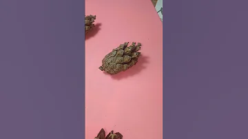 Семена из шишек Сосны