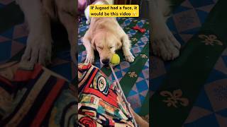 #goldenretriever #dogshorts #iamgroot #funny #explorepage #corporatemajdoor #dogmom #wfh #dogmemes