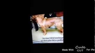 Hund Wird Wird Einen Runtergeholt