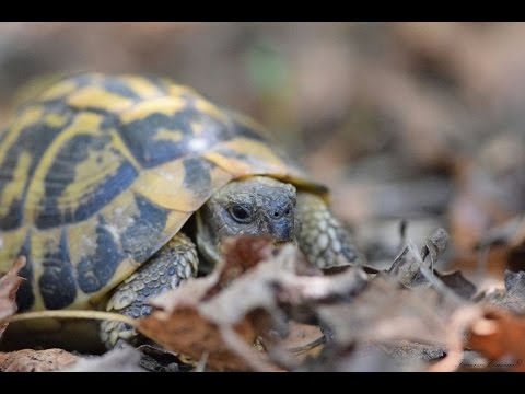 Video: Come Trovare Una Tartaruga?
