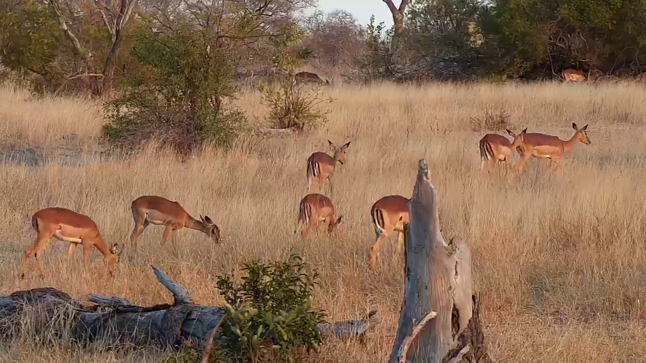 camera iphone 8 plus apk Djuma: Sights and sounds - 16:32 - 07/24/19
