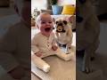 【ハプニング】相棒のフレンチブルドッグにおしゃぶりを奪われた瞬間😂👶🐶 Hilarious Moment: French Bulldog Steals Baby’s Pacifier
