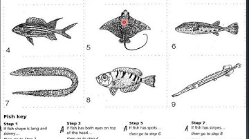 Dichotomous Keys   USE
