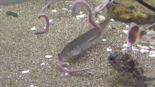 Scorpion Fish And Kisses That Prey On Blue Eunicida Youtube