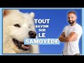 Chien de race Samoyède : caractère, dressage, comportement, santé de ce chien de race