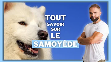 Comment dresser un chien Samoyède ?