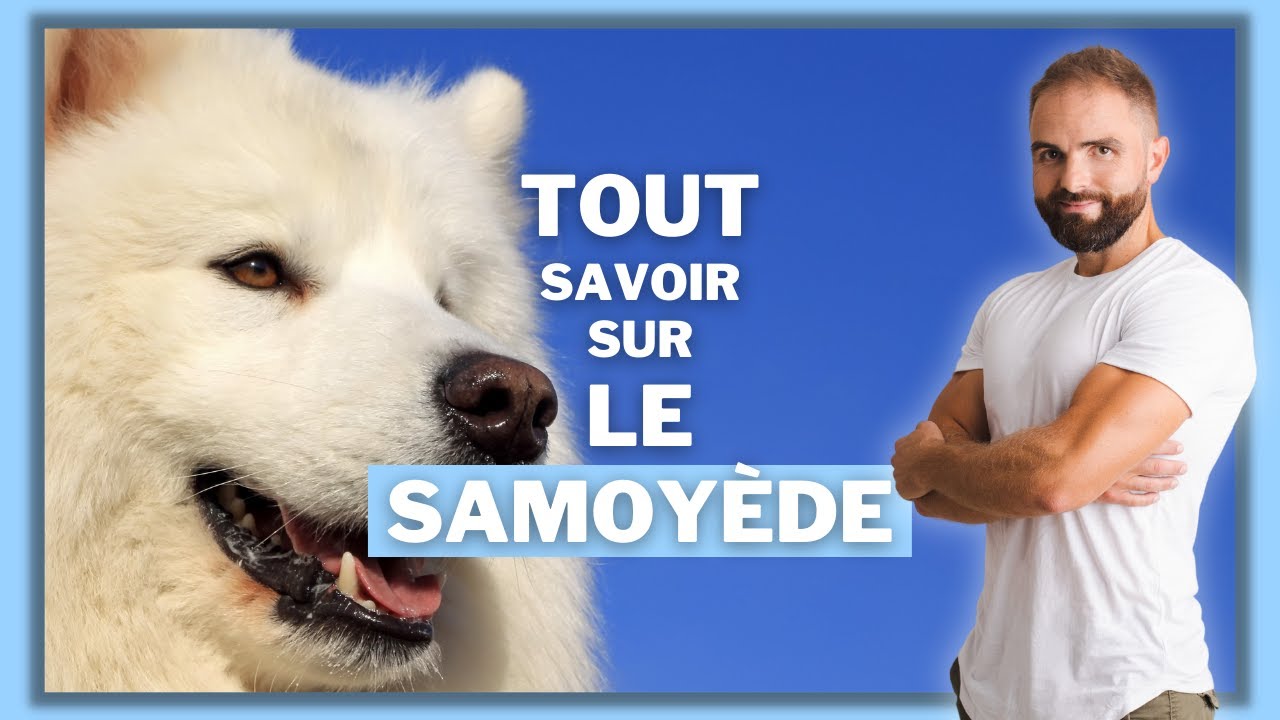 Samoyede