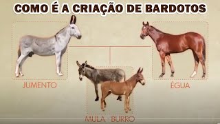 COMO É A CRIAÇÃO DE BARDOTOS A EXPLICAÇÃO?