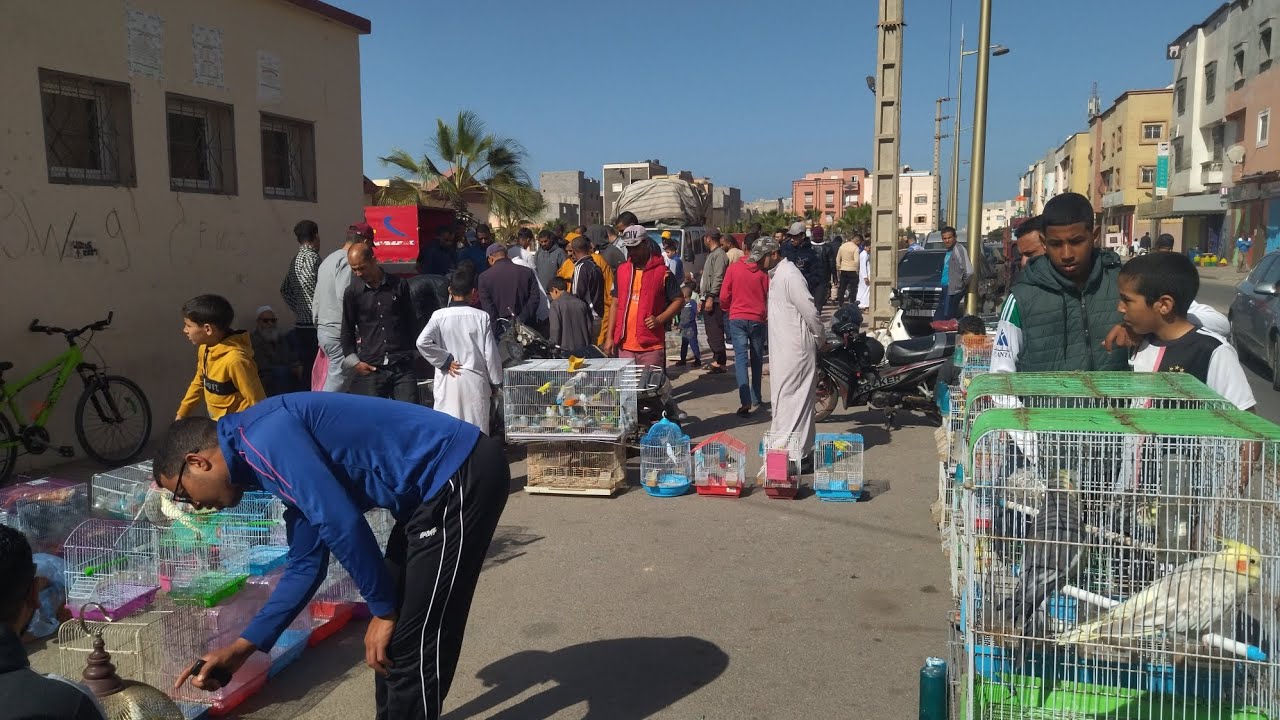 جولة في سوق الطيور 🦜 🦜 في مدينة الداخلة 🇲🇦 يوم 18/2/2024 الهاتف : 0632048712