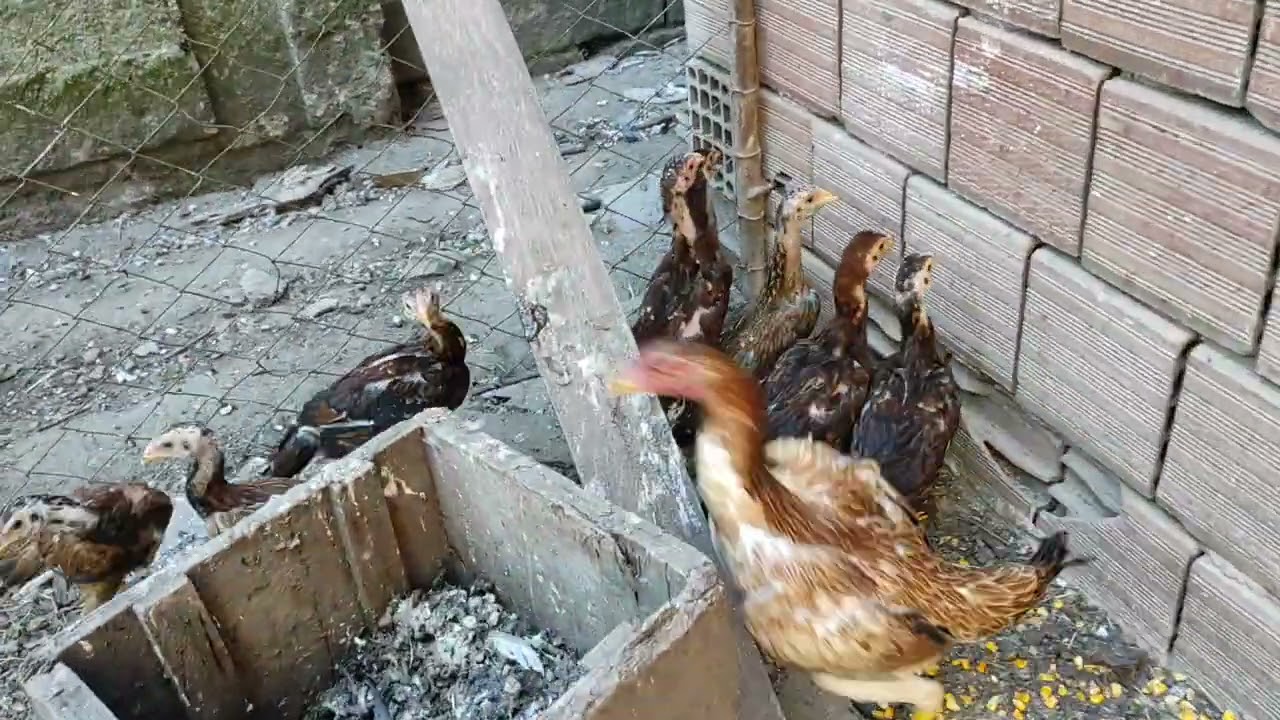 /// Bayramda izlemeniz için bayram şekeri civcivlerimiz ///