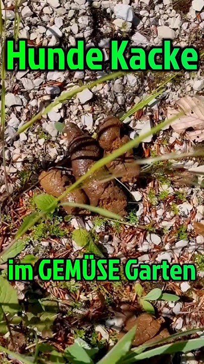 Hund kackt in Gemüsegarten des Nachbar YouTube