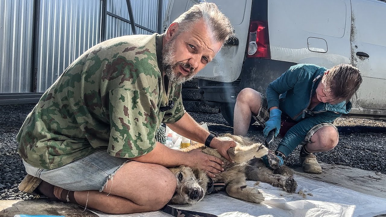 ДРУГИЕ СОБАКИ РАЗОДРАЛИ, А ВШИ ДОКУШАЛИ... - YouTube