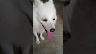 Download Lagu The Japanese Spitz is a small to medium breed of dog of the Spitz type. #spitz #animal MP3