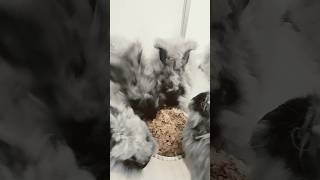 best quality pets #vlog #viral #rabbit #pets #shorts #short #trending #food #love #best #quality #yt