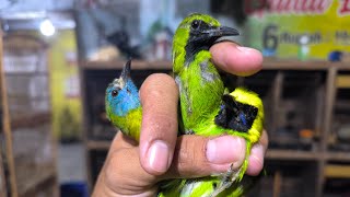 Info Burung Besok Pagi Ambyaaaaaaar