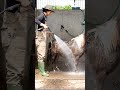 Washing A Baby Horse