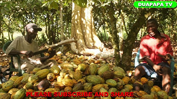 BREAKING COCOA PODS.GHANA COCOA THE BEST COCOA.