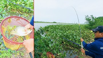 Săn Cá Trôi Sông Lân - Tiền Hải - Thái Bình | Câu Đài Sông Tự Nhiên | Fishing