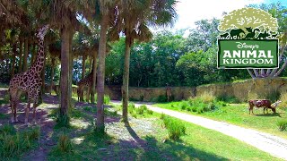 Take a ride on kilimanjaro safaris (start to finish) at disney's
animal kingdom the walt disney world filmed may 24, 2019. one of most
popular attr...