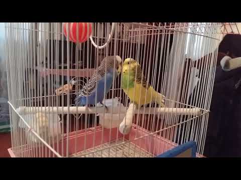 ტაში ჩიკო და იკი