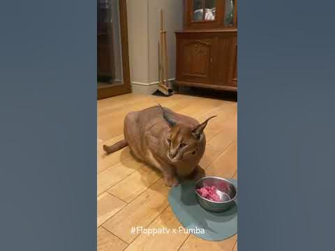 A Day in the Life of Pumba with Hissing : Caracal - YouTube