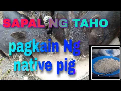 Video: Paano Makatipid: Pangangalaga Sa Alaga