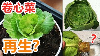 卷心菜再生实验, 不用种子种菜可以吗？菜生菜 Cabbage regrow experiment