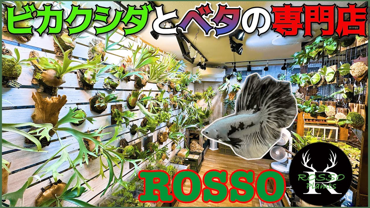ビカクシダ最前線！ビカクシダとベタの専門店ROSSOさんへ！