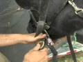 Driving Draft Horses