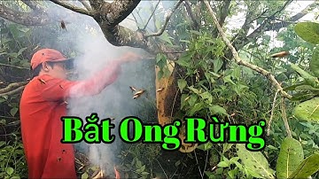 Cận cảnh bắt tổ ong mật chưa bao giờ đơn giản như vậy - Gần 2 lít mật cho 1 tổ ong rừng (Part 1)