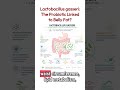 Lactobacillus gasseri Explained: The Probiotic Linked to Gut Health & Belly Fat Support