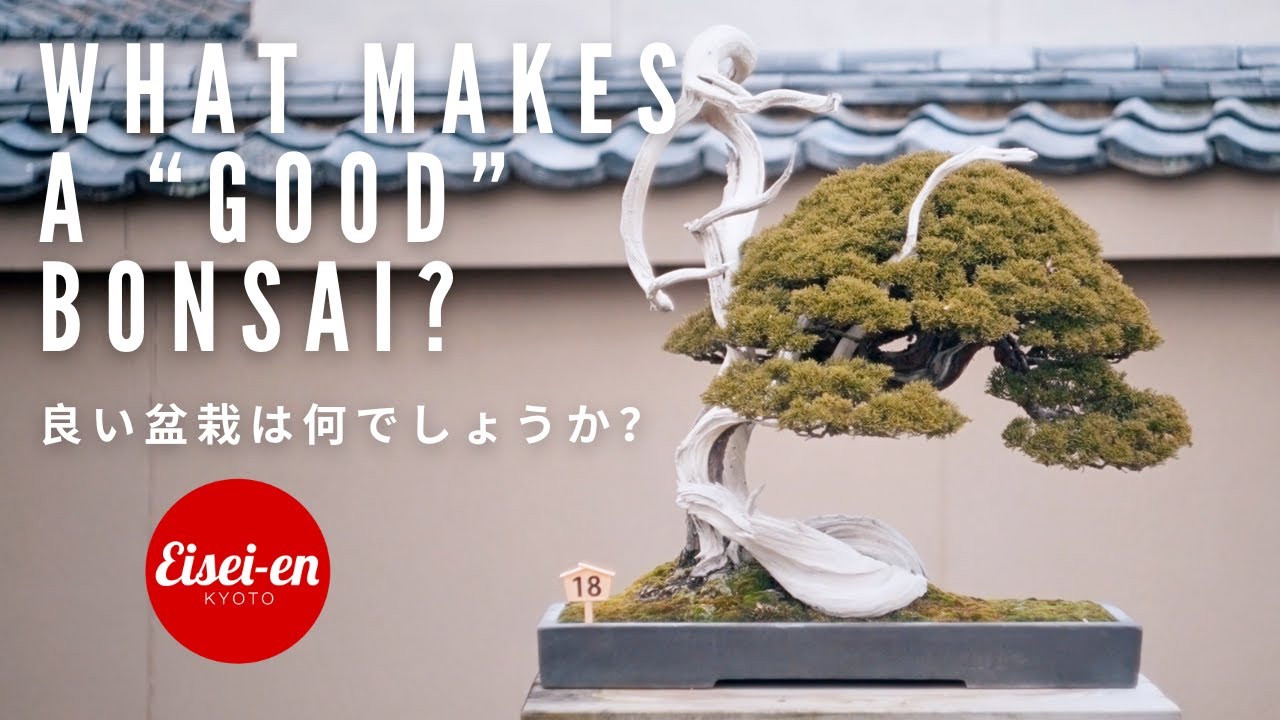 What Makes a 'Good' Bonsai? BonsaiU YouTube