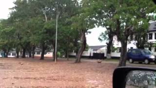 Sibo Brothers. Daben