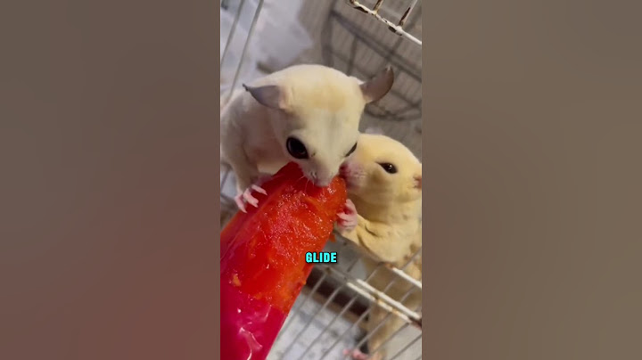 This Baby Sugar Glider Had the Whole Sky… But Chose Her Instead 🐾💔🪂