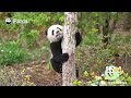 I Didn't Fall, I Meant To Come Down | iPanda