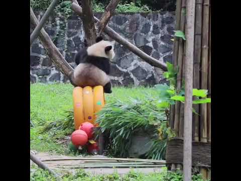 19.7.18大熊貓青城（太妃糖）掛在樹上玩球球（熊貓樂園）