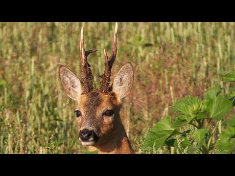 Trophy roebuck from the Müritz region