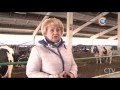 В каких люксовых условиях в Беларуси живут племенные коровы