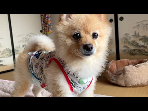 朝からハンサムなポメラニアンが可愛い…