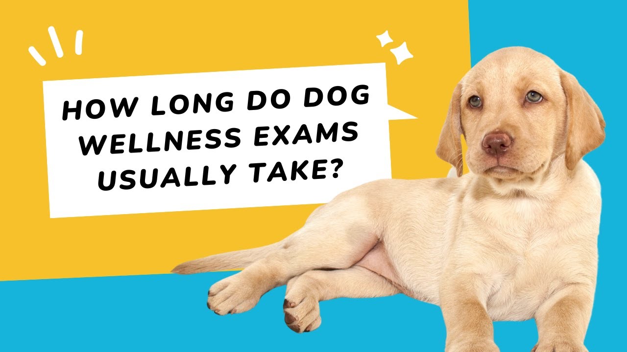Vet Q&A How Long Does a Dog Wellness Exam Take? YouTube