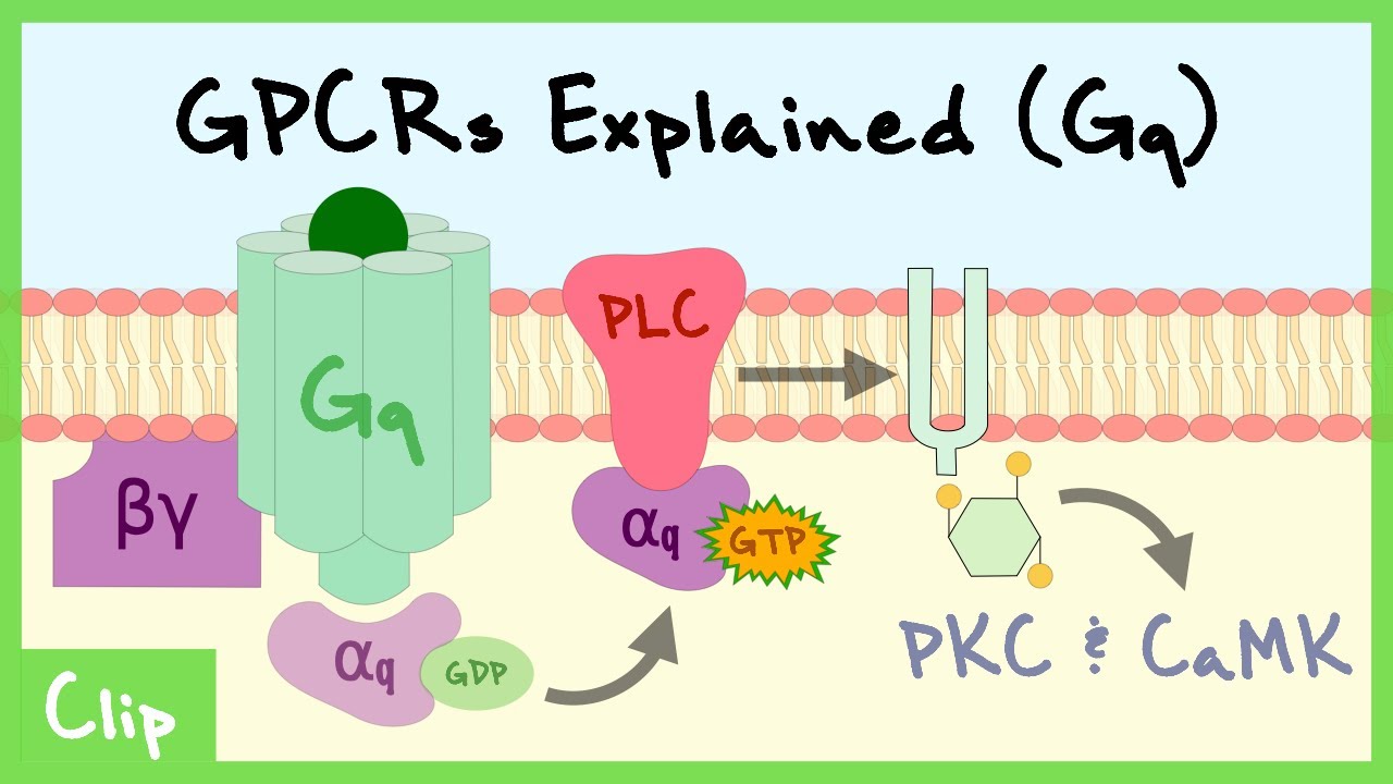 Gq Pathway Of G Protein Coupled Receptors Explained Clip YouTube