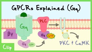 Gq Pathway Of G-Protein-Coupled Receptors Explained | Clip