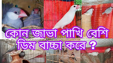 কোন জাভা পাখি বেশি ডিম বাচ্চা করে??🤔🤔🤔 java birds