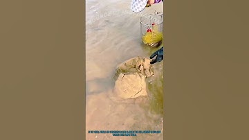 Mudflat Razor Clam Digging: Traditional Seafood Harvest by the Sea – Skillful Foraging