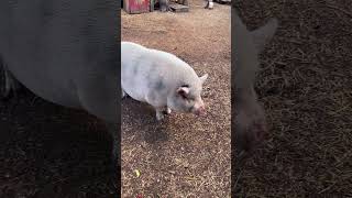 Ziggy Patiently Waiting For His Breakfast
